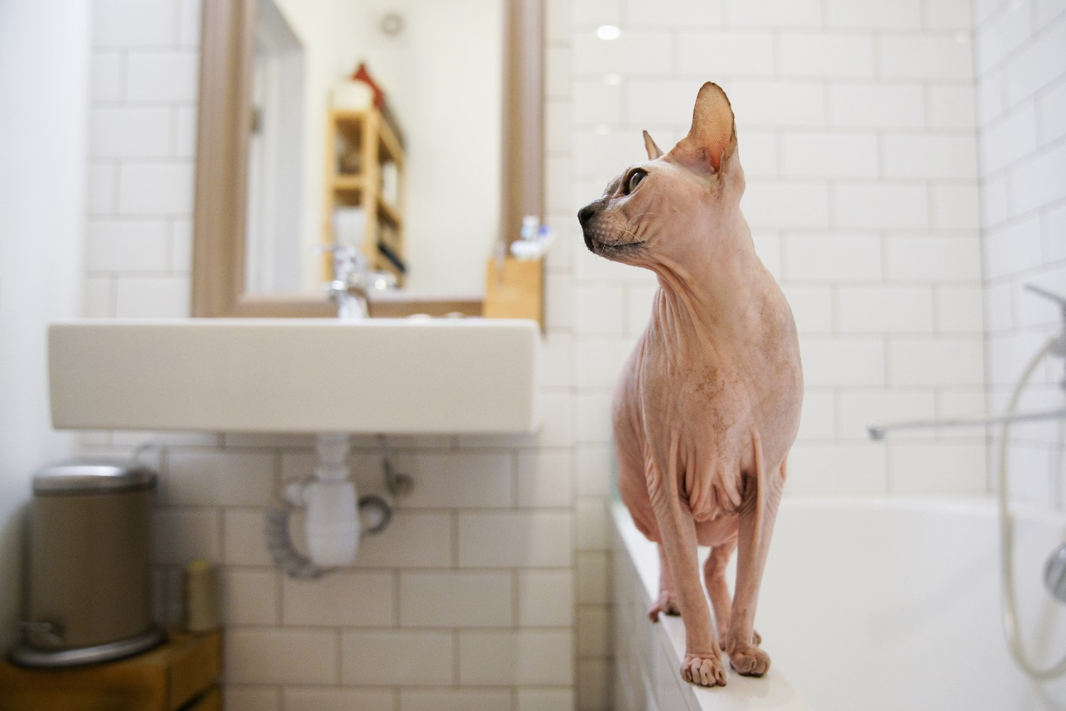 Sphynx cat breed info & health advice Everypaw